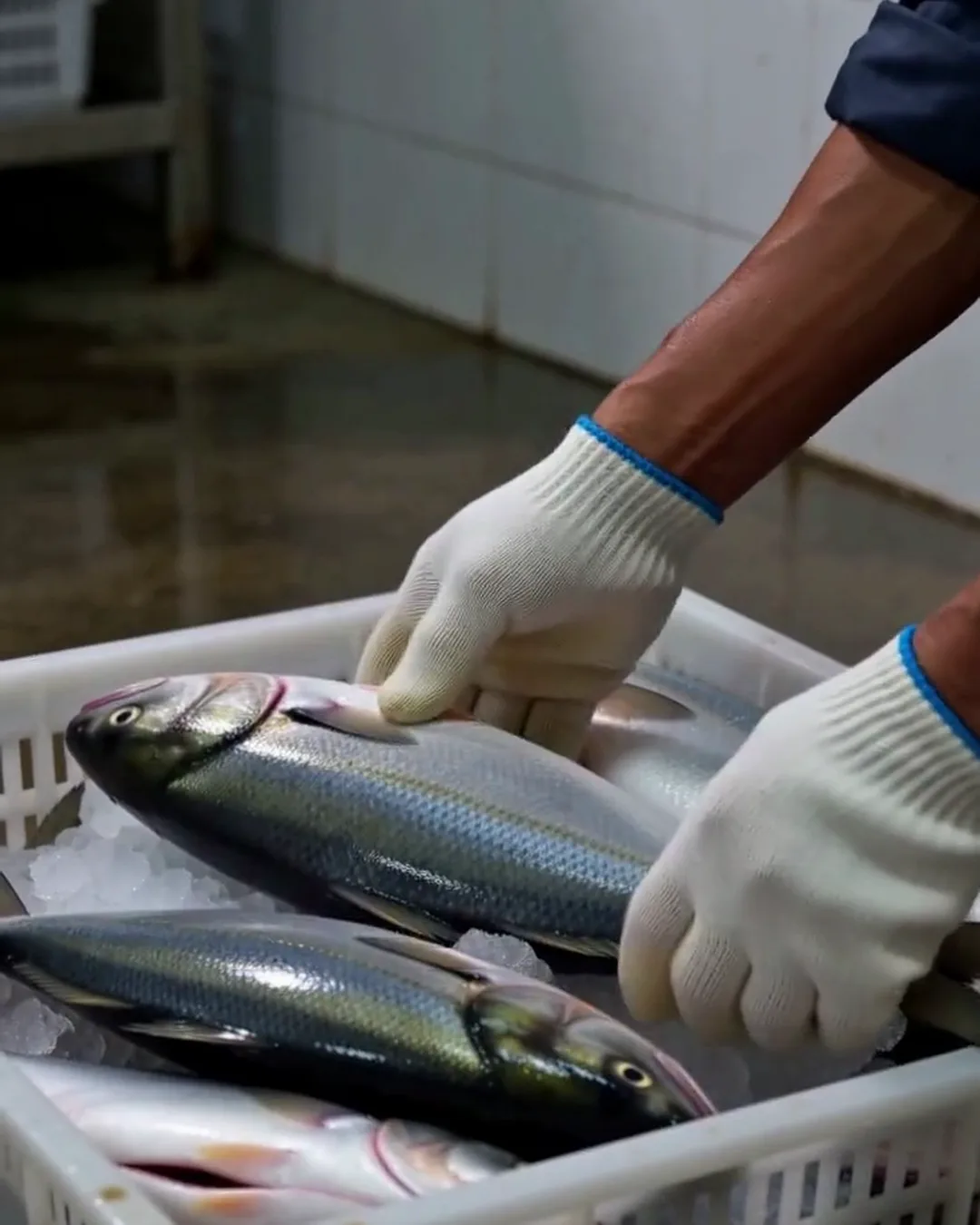 氷の上に魚を置いている、手袋をした手元